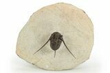 Long-Spined Cyphaspis Trilobite - Foum Zguid, Morocco #311665-3